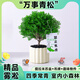臨雅霧凇放青松綠植好養(yǎng)活四季桌面室內(nèi)盆栽源頭直發(fā)包郵 提拉米蘇盆