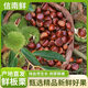 信南鮮新鮮現摘鮮嫩油栗帶殼生板栗信陽(yáng)大栗子皮薄易剝香甜粉糯遷西板栗 板栗帶殼 1500g