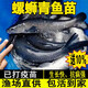 批發(fā)淡水青魚苗淡水養(yǎng)殖食用活體黑皖魚灰草魚觀賞冷水魚特大螺螄青魚魚苗 20條8-10厘米螺螄青魚苗【送10%防損】