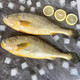 七條船舟山生態(tài)大黃魚鮮活海捕東海深海圈養(yǎng)黃花魚新鮮冷凍海鮮水產(chǎn)禮盒 2條裝（1-1.3斤/條）