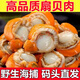 特大號扇貝肉新鮮扇貝肉海捕大扇貝冷凍水產(chǎn)批發(fā)帶黃有膏 5斤大號扇貝肉 國產(chǎn)帶箱6斤+冷鏈運輸