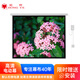 紅葉新投影幕150英寸4:3電動遙控白玻纖幕投影儀幕布家用投屏布背景墻家庭影院投影屏投屏高清