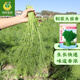 鳳鳴雅世 茴香種子陽(yáng)臺(tái)根四季盆栽蔬菜籽回香小茴香菜陽(yáng)臺(tái)四季蔬菜種孑 割茬大茴香種子10克*5袋
