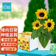 IAM City Farmer矮向日葵DIY兒童種植小盆栽向日葵種子幼兒園綠植小植物觀察10095