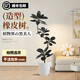 臨雅黑金剛橡皮樹(shù)客廳大盆栽造型室內(nèi)大型綠植好養(yǎng)四季辦公室陽(yáng)臺(tái) 單枝橡皮樹(shù)1.4-1.6米-白棱形盆