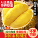 FRAGM金枕榴蓮新鮮果榴蓮A級(jí)果整個(gè)次日達(dá)泰國盲盒帶殼時(shí)令進(jìn)口水果 【品質(zhì)級(jí)】10年老果 | 更劃算 A+級(jí)精選果3-4斤【包3-5房】
