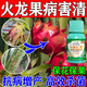 火龍果專用軟腐病煤煙病炭疽黑斑病殺菌劑?；ū９被釋Ｓ梅?買2送1【早用早好】3瓶