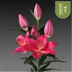香水百合種球四季花卉好養(yǎng)易活盆栽室內(nèi)花植物種球濃香百合花種球 特紅多頭花包活包對版 百合種球一顆