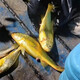 【黃魚(yú)】 象山石浦東海小木船海釣野生黃魚(yú) 舟山黃魚(yú)500g 大黃魚(yú)【1條/斤】   1斤