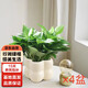 行湘綠蘿盆栽新房綠植凈化空氣 110#綠蘿4盆+四方糖塑料盆 源頭直發(fā)