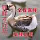 臻蘚鈺10斤大鵝新鮮大白鵝散養(yǎng)老鵝鵝肉整只鵝雁鵝超大只笨鵝肉 9-10斤
