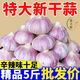 【產(chǎn)地直發(fā)】山東大蒜新干蒜大蒜紫皮大蒜頭整箱新鮮大蒜頭大蒜 【大果】 5斤 【優(yōu)質(zhì)大蒜】
