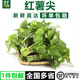 千牛優(yōu)福紅薯葉新鮮專吃葉子地瓜葉嫩尖農(nóng)家自種食用番薯葉苕尖天然蔬菜 5斤