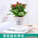 綠有意綠植盆栽多肉花卉盆栽植物室內(nèi)桌面水培綠植辦公室客廳植物懶人 長壽花（四季開花，顏色隨機）
