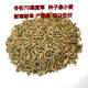 冬牧70黑麥草種子四季耐寒高產(chǎn)豬牛羊雞鴨魚鼠兔畜禽南北方牧草籽 冬牧70普通型（大籽） 5斤裝+劃算