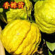 芃畔云南香櫞樹(shù)苗香櫞苗耐寒易成活盆栽庭院陽(yáng)臺四季常綠水果盆栽地栽 5年苗()款