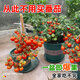 播種心情矮生盆栽小櫻桃番茄種子超甜紅黃圣女果小西紅柿四季蔬菜陽(yáng)臺盆栽 盆栽紅櫻桃番茄1包約30粒