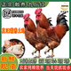 正宗九斤紅大公雞新鮮現(xiàn)殺大紅公雞農(nóng)家散養(yǎng)土雞整只走地雞溜達(dá)雞 當(dāng)天現(xiàn)殺/每只保留(雞腰心肝胗) （3只散養(yǎng)大公雞）凈重17-18斤