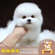 夢(mèng)茜兒純種博美幼犬活體寵物狗狗茶杯犬小狗哈多利亞俊介犬長(cháng)不大小狗狗 寵物級 家庭款 母
