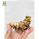 小葉簕勒竹佛肚竹老樁園庭院景觀綠植盆栽四季好養(yǎng)熟樁成品寶塔 精品小樁15-19厘米 裸根不帶土