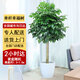 Only you【兩小時(shí)達】綠寶造型雙層幸福樹(shù)大型盆栽富貴室內喬遷公司門(mén)口 單桿幸福樹(shù)C