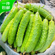 京鮮生 海陽(yáng)白玉黃瓜 凈重4斤 生吃水果黃瓜 新鮮現(xiàn)摘減脂餐 源頭直發(fā)