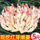 琦拉正宗四川紅芽姜 5斤 嫩仔姜新鮮子姜指頭泩姜腌制農(nóng)家自種現(xiàn)挖 紅芽嫩仔姜  5斤裝