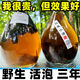 馬蜂泡酒金環(huán)虎頭蜂黃蜂泡酒胡峰酒誘蜂水原材料 3年金環(huán)老蜂酒500ml(酒體金黃) 虎頭蜂，純釀白酒