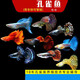 墨之瑤孔雀純種熱帶觀(guān)賞魚(yú)淡水熱帶魚(yú)小型小魚(yú)好養耐活斑馬活體鳳尾瑪麗 雜袍孔雀魚(yú)10條+5條備損