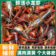 河鄉(xiāng)蝦農(nóng)【順豐空運】湖北鮮活小龍蝦清水蝦現(xiàn)捕現(xiàn)撈青殼紅殼特大活體新鮮 5斤-中蝦456(大概100只)