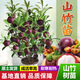 柏農山竹樹(shù)苗泰國進(jìn)口無(wú)籽山竹果樹(shù)苗盆栽地栽四季南北方種植當年結果 5年苗 81cm(含)-110cm(含)