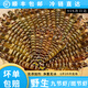 七條船舟山野生九節蝦竹節蝦大鮮活特大斑節蝦超大黑虎蝦活新鮮冷凍明蝦 1000g(凈重)