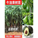 牛油果嫁接樹(shù)苗南北方庭院種植墨西哥哈斯牛油果帶土當年開(kāi)花結果 哈斯（當年結果）嫁接苗 81cm(含)-110cm(含)