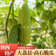 世果達(dá)正宗陜西高石新鮮脆瓜大荔縣特產(chǎn)水果當(dāng)季甜香瓜整箱 高石脆瓜3斤裝