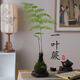 臨雅一葉蕨蕨類水培植物辦公室內(nèi)綠植盆栽好養(yǎng)紅磷苔蘚球茶桌禪意盆景 一葉蕨大單飄70cm