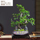 想開(kāi)小葉榆樹(shù)老樁榔榆提根造型盆景花卉新中式室內(nèi)客廳辦公室茶桌綠植 95%人購(gòu)買(mǎi)造景款 榆樹(shù)+知足常樂(lè)