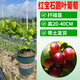 美國圓葉葡萄苗 紅寶石 格威爾 菜鳥(niǎo) 懶人葡萄 葡萄樹(shù)苗 30cm(含)-40cm(不含) 紅寶石圓葉葡萄苗兩年苗