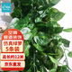 匠心綻放仿真藤條樹(shù)葉綠籮假綠植空調(diào)管道遮擋裝飾藤蔓植物藤條5條裝20193