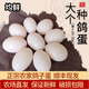 均鮮大個種鴿蛋禮盒裝新鮮鴿子蛋雜糧喂養(yǎng)養(yǎng)殖信鴿蛋白鴿蛋孕婦寶寶 30枚 750g 30枚大個種鴿蛋