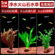 瘋狂水草（FKSC）真水草魚缸造景套餐凈化水質(zhì)懶人魚缸水草植物直接入缸蜈蚣草 【火山石石】紅火組合二3棵