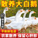 歸隱（GUIYIN）農(nóng)家散養(yǎng)大白鵝嫩鵝土鵝肉青年鵝新鮮現(xiàn)殺鵝肉生鮮草鵝生鮮鵝肉 殺后4-5斤（細(xì)心保留心肝胗）
