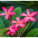 雞蛋花盆栽樹苗緬梔子花苗紅色黃色當(dāng)年開花陽臺 紅色 一顆4頭1米高
