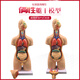 卓越科人體解剖模型器官可拆卸醫(yī)學(xué)教學(xué)心臟內(nèi)臟模型玩具軀干系統(tǒng)結(jié)構(gòu)圖55厘米軀干模型