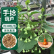 花沃里手捻葫蘆種子30粒 花卉種子草籽家庭盆栽陽(yáng)臺(tái)辦公庭院花壇種植