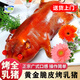 油六福整只烤乳豬全豬廣式脆皮烤乳豬熟食半成品烤乳豬食材酒席開(kāi)業(yè)宴會(huì ) 整只5斤-6斤