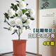 壹植白山茶花盆栽帶花苞東方亮鮮花樹(shù)苗四季室內花卉陽(yáng)臺好養活綠植物 白茶花東方亮4年苗（無(wú)盆）