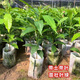 黃晶果樹(shù)苗嫁接臺(tái)灣正宗冬蜜南方種植四季黃晶果苗大果盆栽 黃晶果原生2年苗【種3年結(jié)果】 70cm-80cm