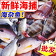 新鮮深海雜魚批發(fā)營養(yǎng)海鮮小魚小蝦大雜燴水產一整箱 6斤裝 新鮮海雜魚隨機發(fā)