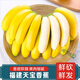 南步福建漳州天寶蕉 黃皮香蕉紅美人高山甜香蕉現(xiàn)割青綠香蕉新鮮水果 天寶蕉 3斤