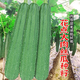 湘斌大花點(diǎn)肉絲瓜苗種子棱角絲瓜春秋四季高產(chǎn)菜園陽(yáng)臺盆栽蔬菜種籽孑 大肉花點(diǎn)絲瓜種子5克原裝x10包